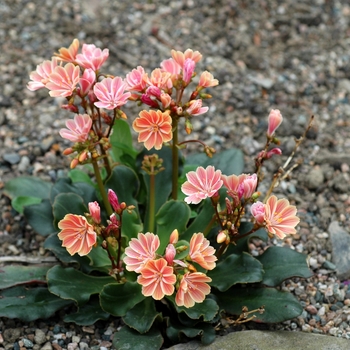 Lewisia cotyledon