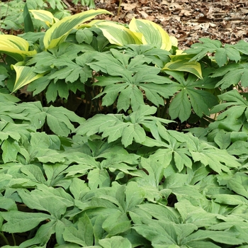 Hosta montana 'Variegata' 