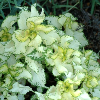 Coleus 'Buttermint' 