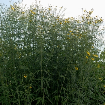 Coreopsis tripteris