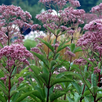 Eupatorium fistulosum 'Atropurpureum' 