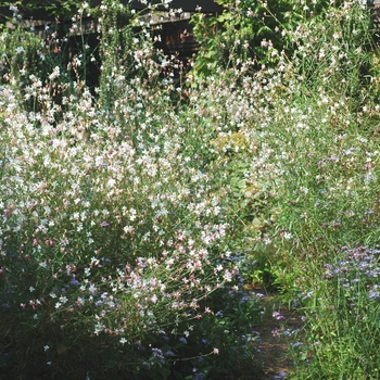 Gaura lindheimeri 'Dauphin' 