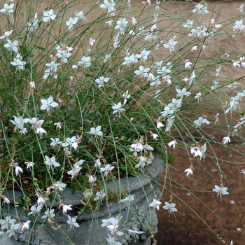 Gaura lindheimeri 'Geyser White' 