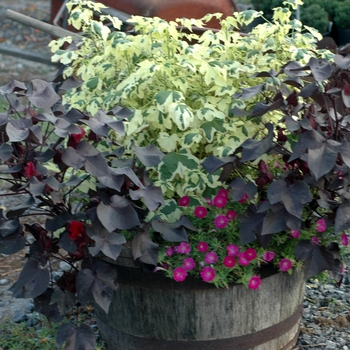 Gossypium herbaceum 'Rubrum'