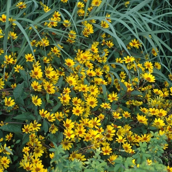 Heliopsis helianthoides 'Prairie Sunset' 