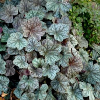 Heuchera 'Pewter Veil' 