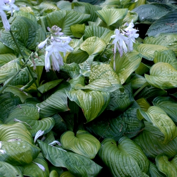 Hosta 'Guacamole' 