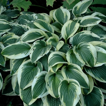 Hosta 'Mildred Seaver' 