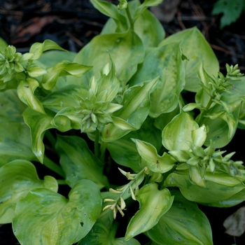 Hosta 'Tattoo' 