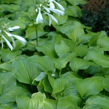 Hosta plantaginea 'Grandiflora' 