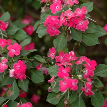 Impatiens walleriana 'Firefly Watermelon'