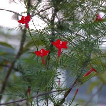 Ipomoea quamoclit 