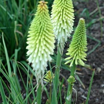 Kniphofia 'Ice Queen' 