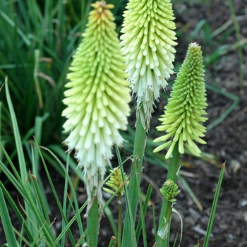 Kniphofia 'Ice Queen'