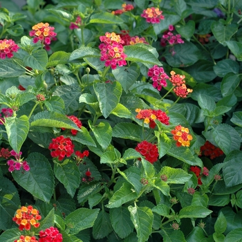 Lantana camara 'Moni' 