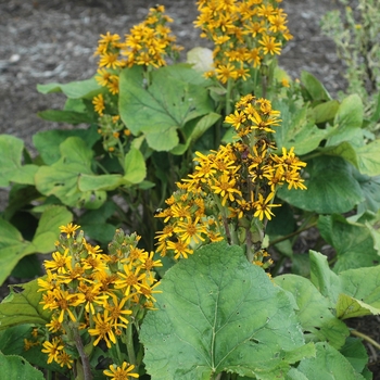 Ligularia 'Little Lantern' Dwarf Ligularia from Garden Center Marketing