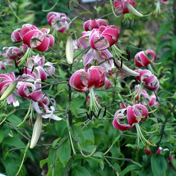 Lilium 'Black Beauty'