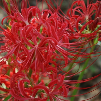 Lycoris radiata