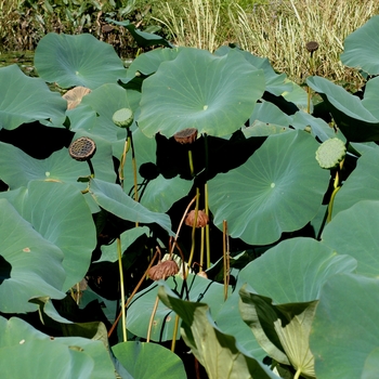 Nelumbo nucifera 