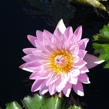 Nymphaea 'General Pershing'