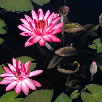 Nymphaea 'Catherine Marie'