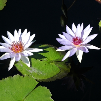 Nymphaea 'Lone Star' 