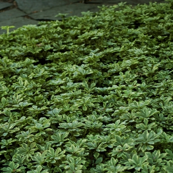 Pachysandra terminalis 'Variegata'