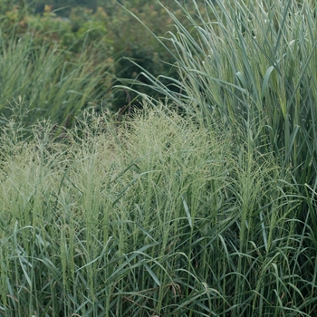 Panicum virgatum 'Prairie Sky'