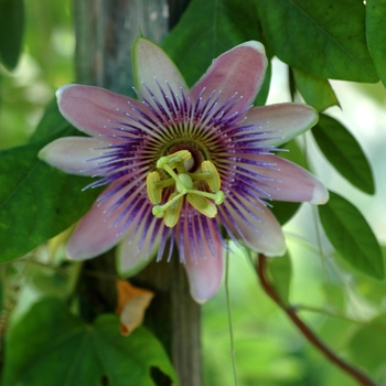 Passiflora x belottii 