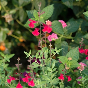 Salvia greggii 'Raspberry Regale'