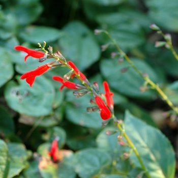 Salvia miniata 