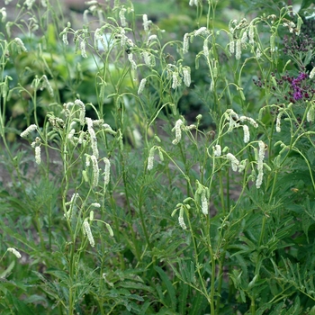 Sanguisorba tenuifolia