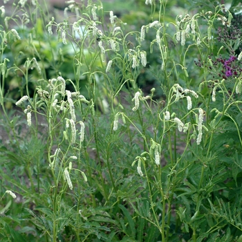 Sanguisorba tenuifolia 