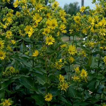 Silphium integrifolium 