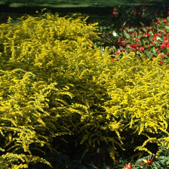 Solidago rugosa 'Fireworks'