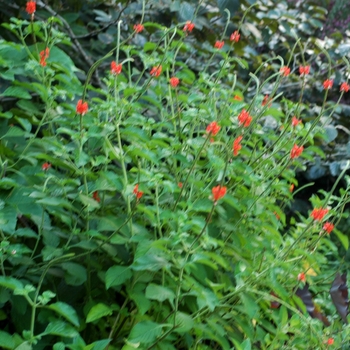 Stachytarpheta jamaicensis '' (003517)