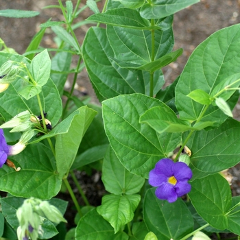 Thunbergia battiscombei 