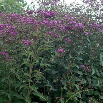 Vernonia glauca 