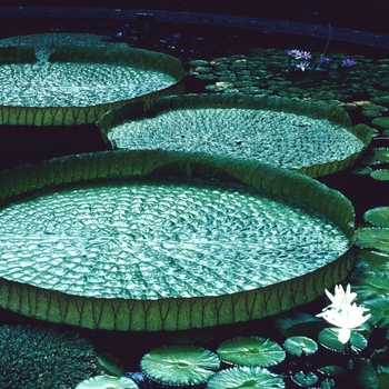 Victoria amazonica 