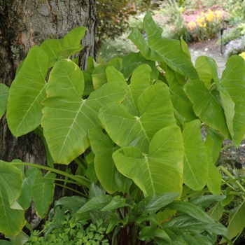 Xanthosoma sagittifolium 'Lime Zinger' (003531)