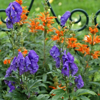 Aconitum carmichaelii 'Arendsii'