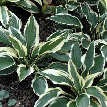 Hosta 'Patriot' 