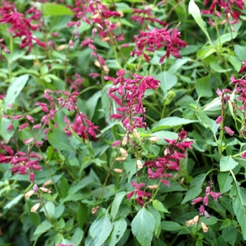 Salvia splendens 'Paul' 