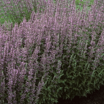 Agastache astromontana 'Pink Pop' 