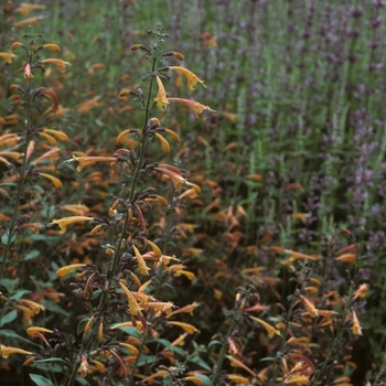 Agastache auriantica 'Navajo Sunset' 