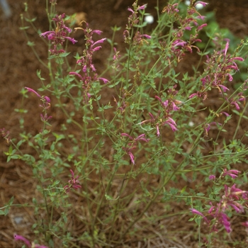 Agastache cana 