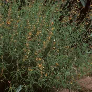 Agastache rupestris 