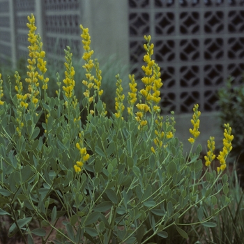 Baptisia viridis 