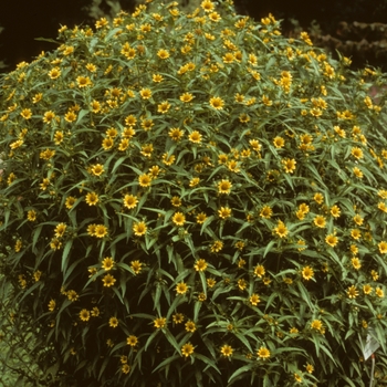 Bidens cernua