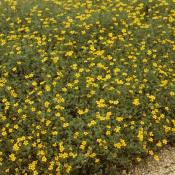 Bidens ferulifolia 'Smiley' 